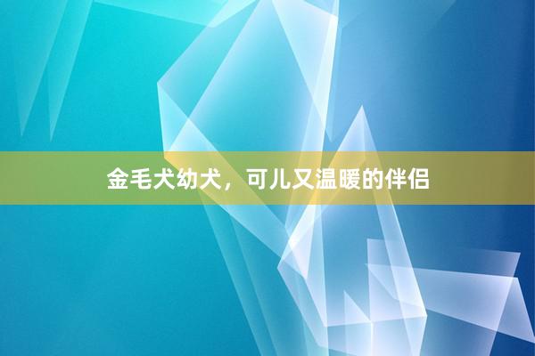 金毛犬幼犬，可儿又温暖的伴侣